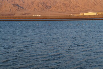 Salt lake with flamingos near Eilat, Israel and the border with Jordan