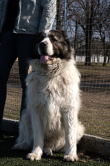 Big dog. the fur is fluffy at pooch, the Central Asian Shepherd Dog is white. Alabai or kagal, a breed for the protection of territories and fields, detent. Walk with a cynologist on the football fiel