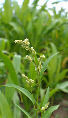 Fototapeta premium Weeds of Persicaria lapathifolia grow in the field