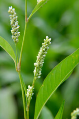 Weeds of Persicaria lapathifolia grow in the field