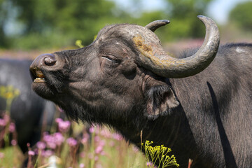 Cape buffalo exhibiting the flehmen response, South Africa