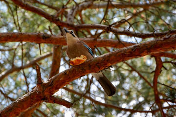 bird eating on a branch in the forest