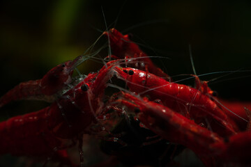 Red neocaridina shrimp fire pet aquarium freshwater nature macro