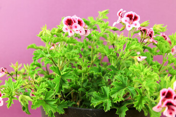 Scented Geranium Pelargonium Crispum on purple background