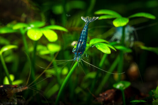 Blue neocaridina shrimp in freshwater aquarium macro photography,  pets and hobby, wild nature 