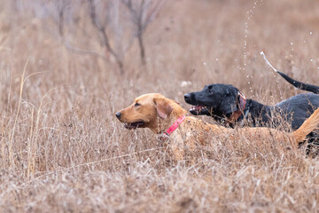 Adorable domestic black and brown dogs playing and walking in the grassy field