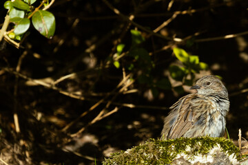 Look at me sparrow