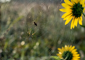 Closeup shot of a spider on a web with prey near sunflowers
