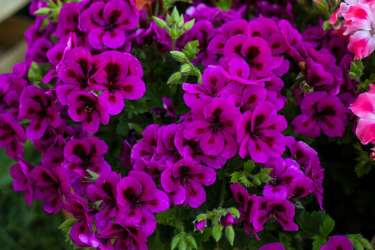 Blossomed beautiful pink Crane's-bill flowers in the garden