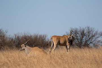 Eland Bull, Addo Elephant National Park