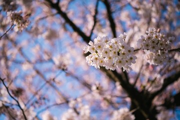 tree blossom