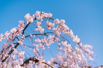 cherry blossom in spring