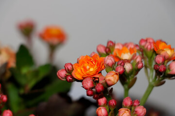 Beautiful Orange Color Kalanchoe Flower