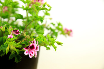 Scented Geranium Pelargonium Crispum on white background