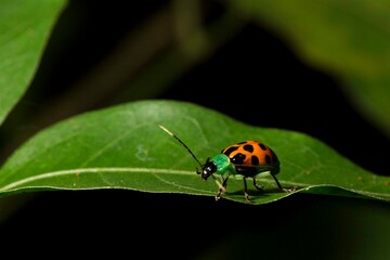 Joaninha de corpo amarelo com manchas pretas e cabeça verde com longas antena, andando sobre uma...