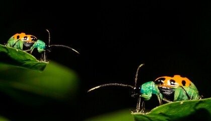 Joaninhas verde e amarelas com pintas pretas. Nome cientifico Besouro de pepino. Ou Diabrotica...