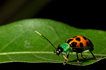 Joaninha de corpo amarelo com manchas pretas e cabeça verde com longas antena, andando sobre uma...