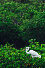 Great heron sits amongst the mangroves in the Florida Keys