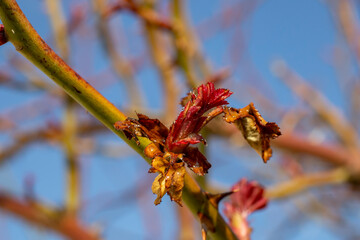 New red rose leaves growing in spring. growing rose tree