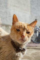 old and sick tom cat with leather collar, looking superior to the camera