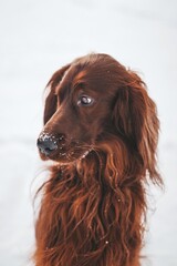 Dog in the snow