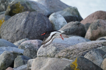 Closeup of an Oystercatcher bird flying near the rocks on the coast side of a sea
