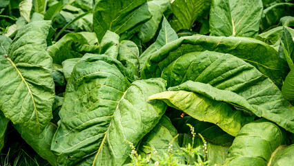 Nicotiana (Tobacco plants) is a genus of herbaceous plants and shrubs in the family Solanaceae