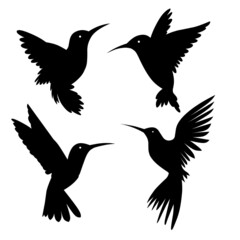 Vector silhouette hummingbird with white background