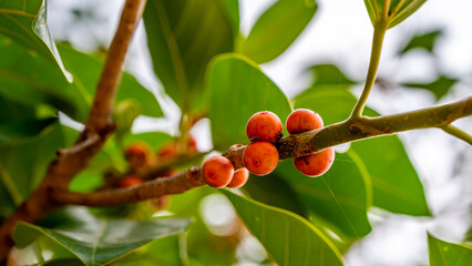 banyan fruit, Ficus benghalensis, commonly known as the banyan, banyan fig and Indian banyan, is a tree native to the Indian Subcontinent.