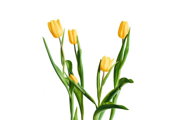 yellow tulips isolated on white