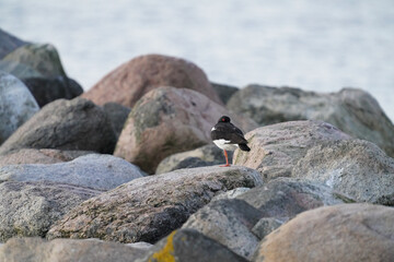 Shallow focus shot of a Eurasian oystercatcher bird walking on rocks by the sea on a sunny day