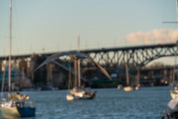 Naklejka premium bird over the river