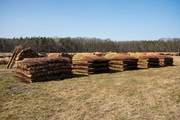 Wiklina, młode pędy wierzby po zbiorach, młode pędy wierzby w czasie suszenia, suszenie wikliny, suszenie wierzby, suszenie wierb,  Wicker, young willow shoots after harvest, young willow shoots durin © Follow the Sun