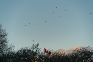 birds fly pass the field and Canada national flag