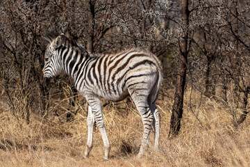 Fototapeta na wymiar Zebra foal, Kruger National Park