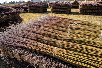 Wiklina, młode pędy wierzby po zbiorach, młode pędy wierzby w czasie suszenia, suszenie wikliny, suszenie wierzby, suszenie wierb,  Wicker, young willow shoots after harvest, young willow shoots durin © Follow the Sun