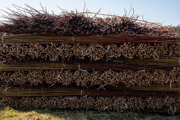 Wiklina, młode pędy wierzby po zbiorach, młode pędy wierzby w czasie suszenia, suszenie wikliny, suszenie wierzby, suszenie wierb,  Wicker, young willow shoots after harvest, young willow shoots durin © Follow the Sun