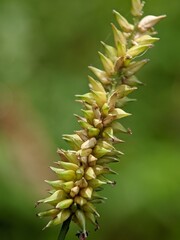 macro photo, close up of flowers, plants and weeds
