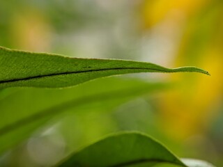 macro photo of leaves and nature blurry background