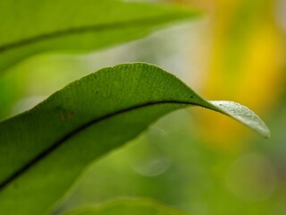 macro photo of leaves and nature blurry background