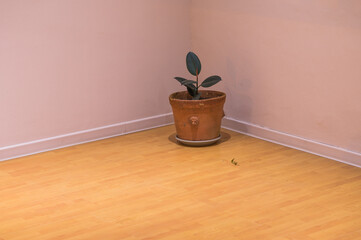 Potted plant seen in the corner of empty room