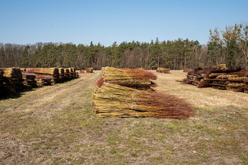 Wiklina, młode pędy wierzby po zbiorach, młode pędy wierzby w czasie suszenia, suszenie wikliny, suszenie wierzby, suszenie wierb,  Wicker, young willow shoots after harvest, young willow shoots durin © Follow the Sun