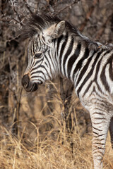 Fototapeta na wymiar Zebra foal, Kruger National Park