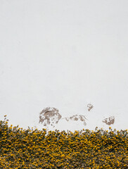 White background of a wall with yellow flowers.