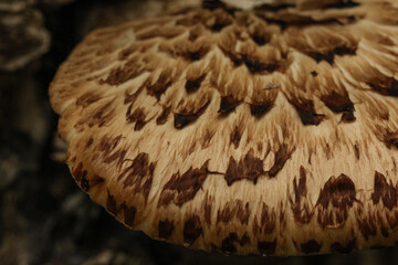 Pheasant's back mushroom Polyporus squamosus, class basidiomycetes, Polyporaceae