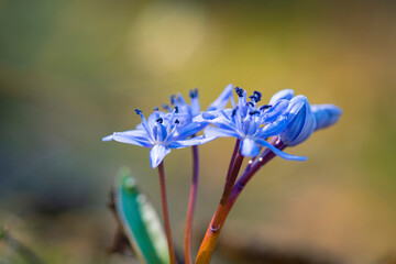 close up of a blue flower Two-leaf squill