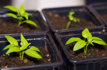 Seedlings of agricultural plants planted in pots.