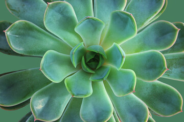 Succulent. Trendy and popular ornamental succulent plant with fresh green fleshy leaves to retain water. Greenhouse and garden, desert plant. Hen and chicks plant, Sempervivum.