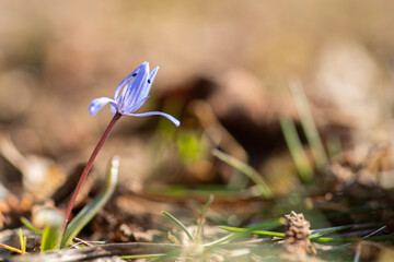 Two-leaf squill flower
