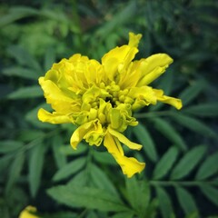 Fototapeta premium yellow flower